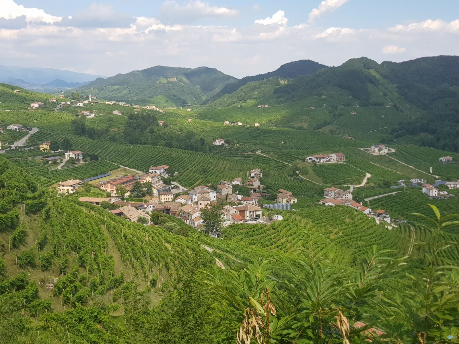 Bubbles: On the Wine-ding Road with Laytons