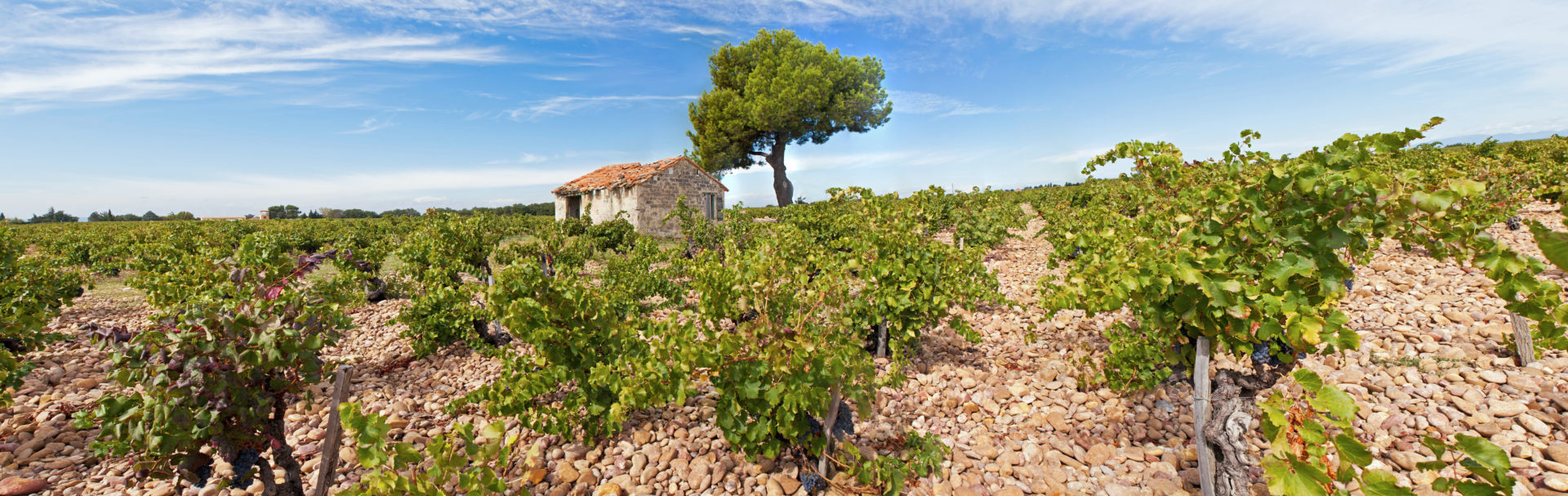 An Introduction To: The Rhône Valley